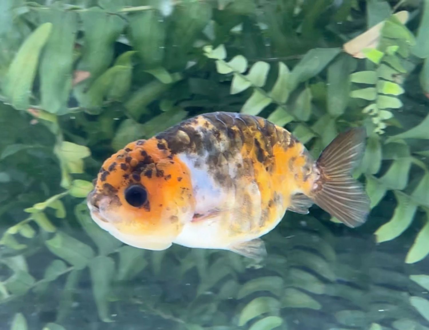 Calico Dragon Scale Yuanbao Ranchu (F, 3.5”) - Free Shipping