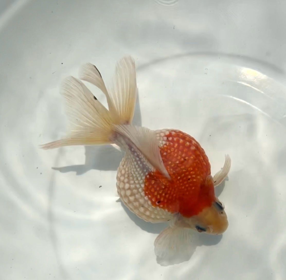 Red And White Mousehead Pearlscale (M, 4.75”) - Free Shipping