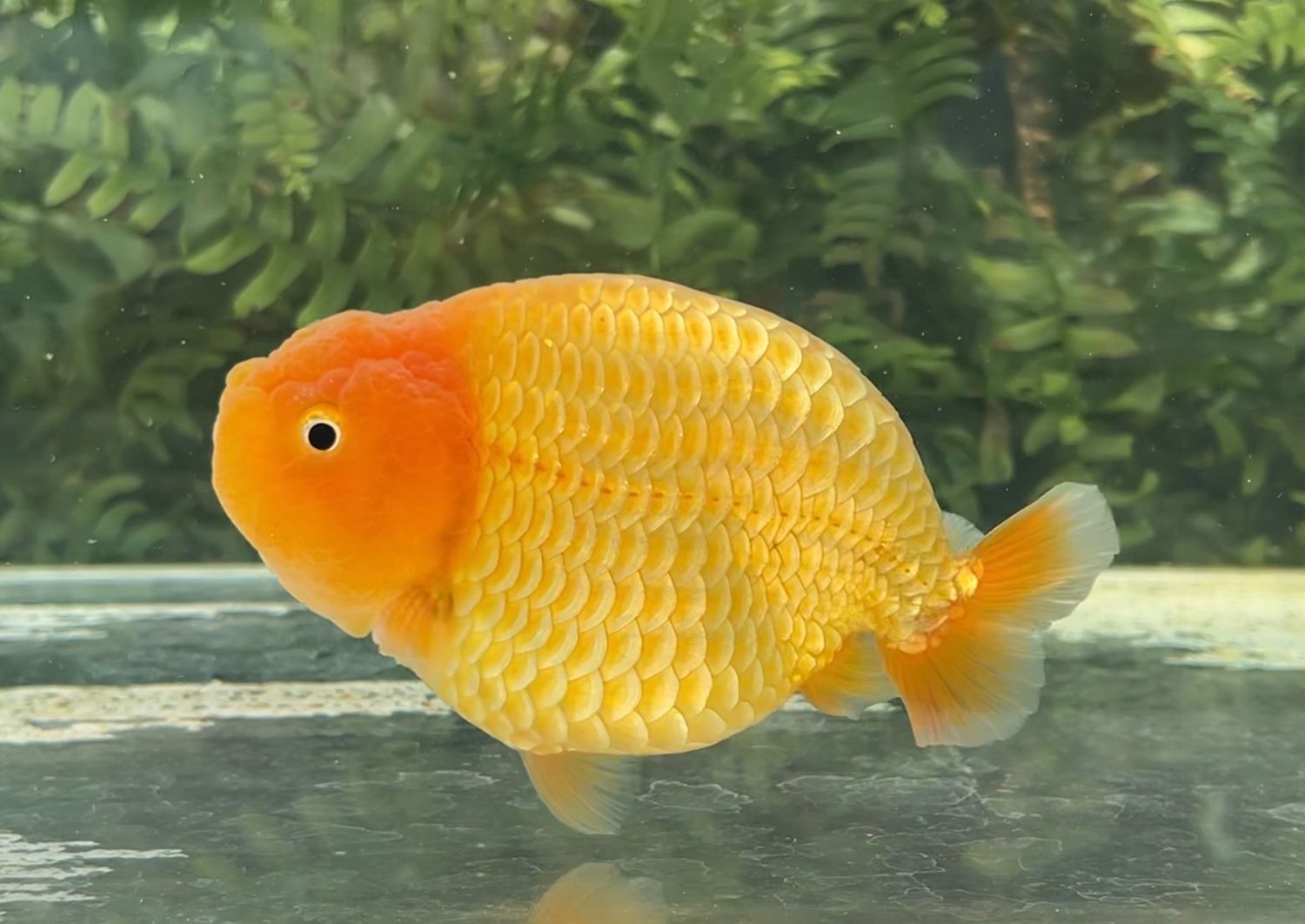 Red Yuanbao Ranchu (M, 5”) - Free Shipping