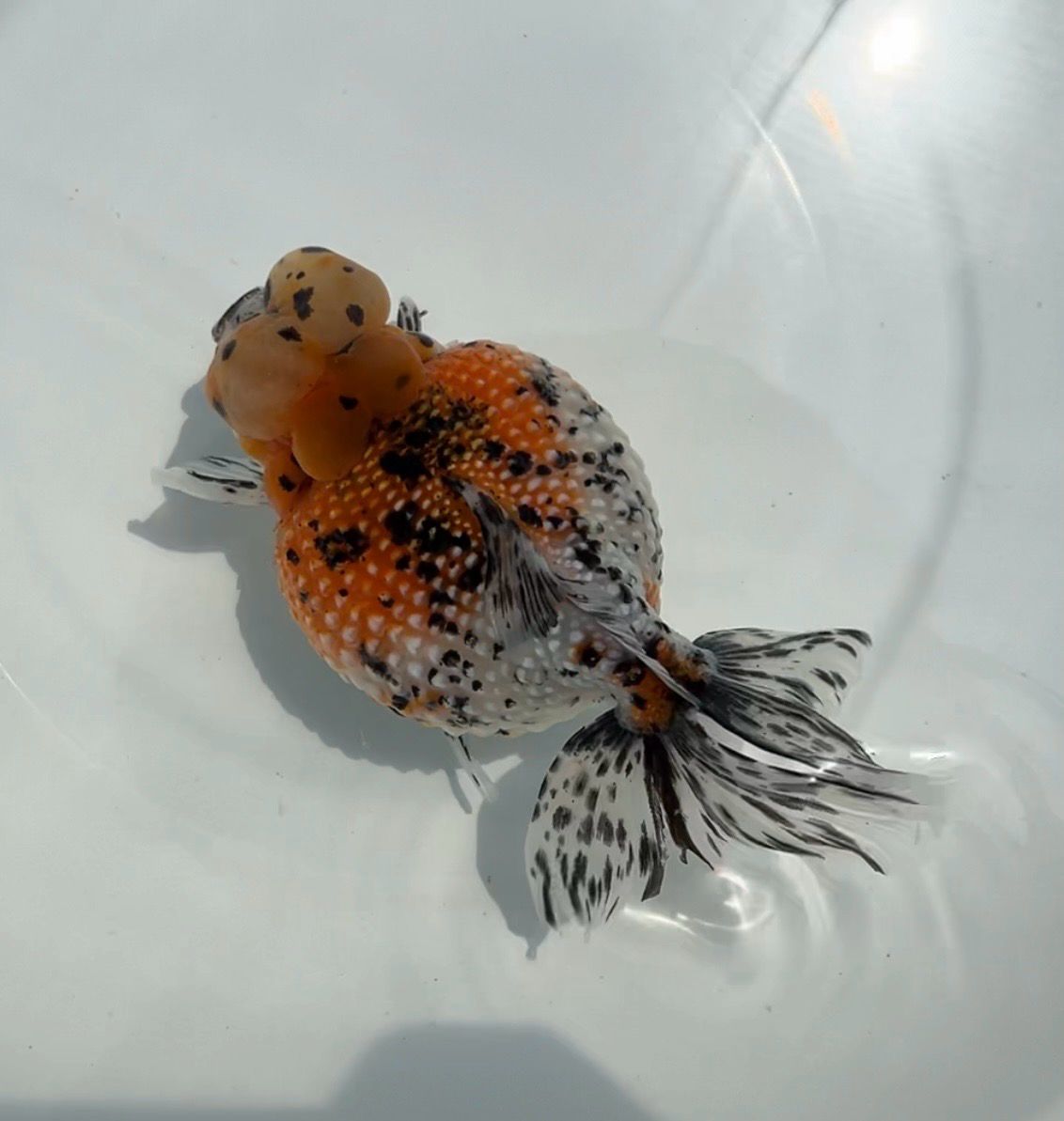 Calico Crown Pearlscale (F, 5.75”) - Free Shipping