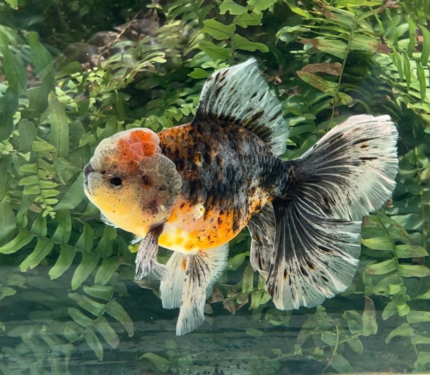 Kirin Rosetail Oranda (M, 6”) - Free Shipping