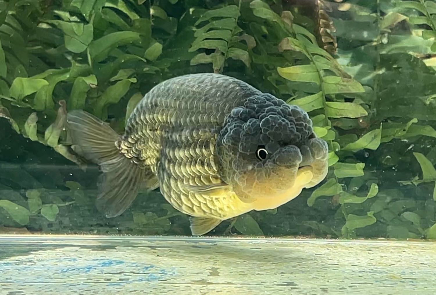 Bronze Yuanbao Ranchu (F, 4.25”) - Free Shipping