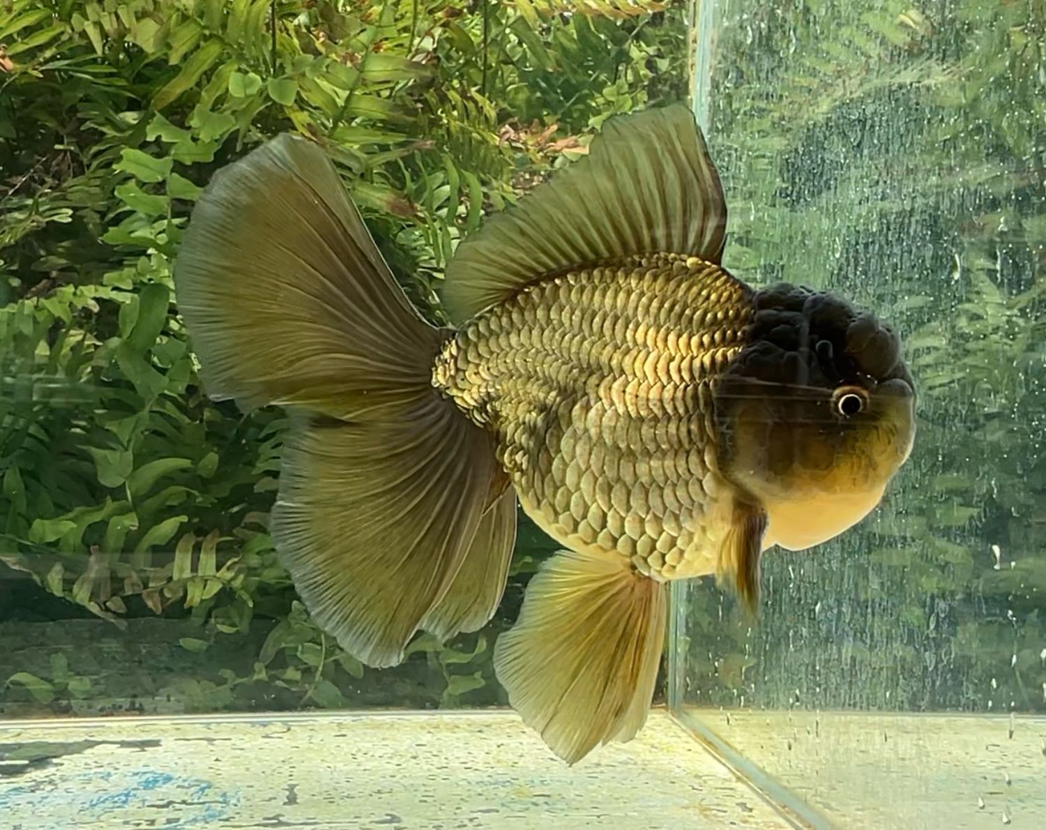 Bronze Rosetail Oranda (M, 5.25”) - Free Shipping