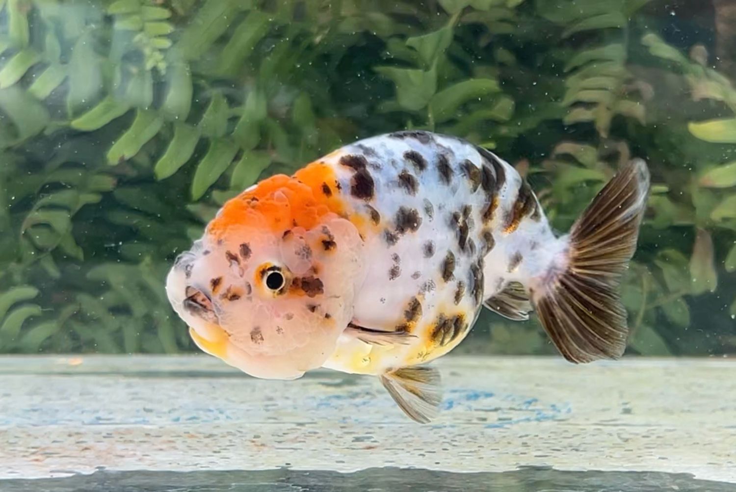 Calico Yuanbao Ranchu (F, 4.25”) - Free Shipping