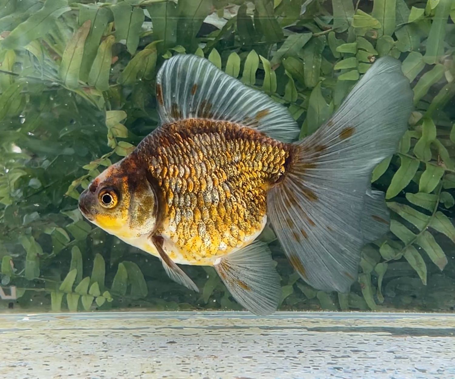 Gold And Bronze Broadtail Ryukin (F, 5.25”) - Free Shipping