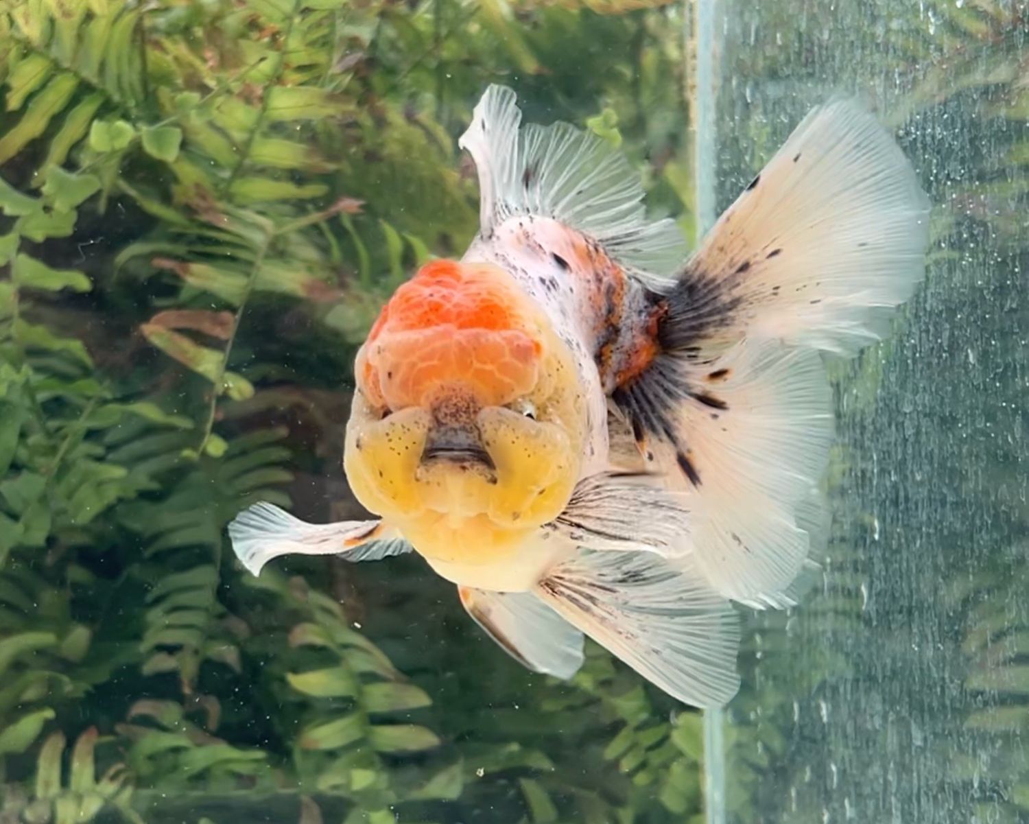 Calico Rosetail Oranda (M, 5.75”) - Free Shipping
