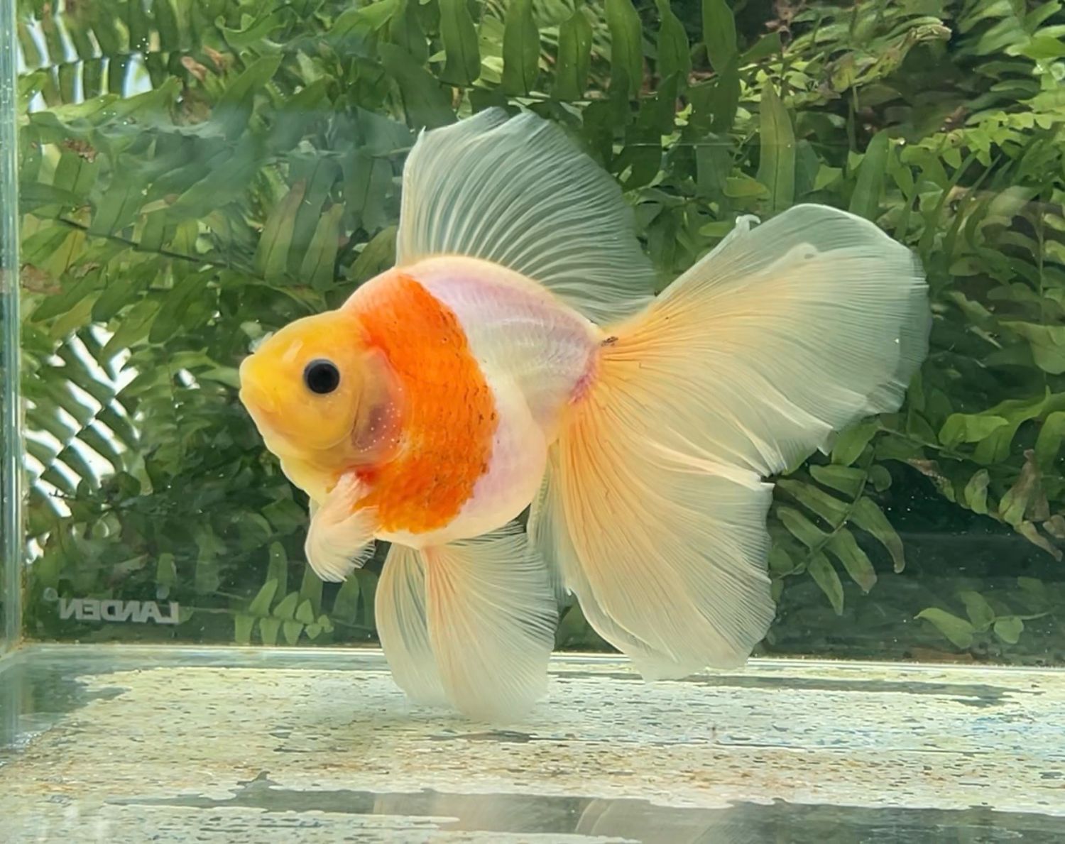Sakura Veiltail (M, 6”) - Free Shipping