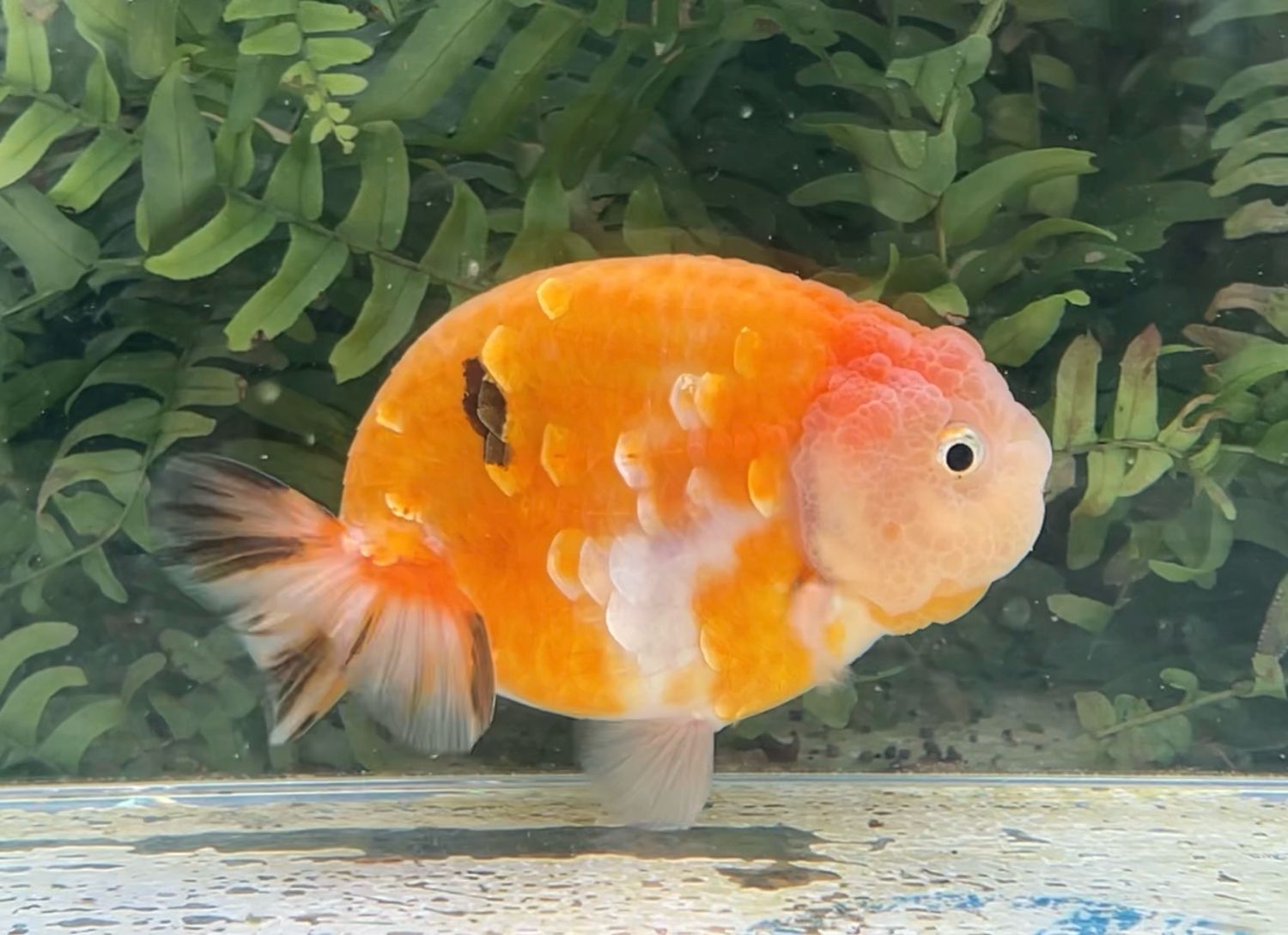 Gold And Silver Orange Creamsicle Yuanbao Ranchu (M, 4.25”) - Free Shipping