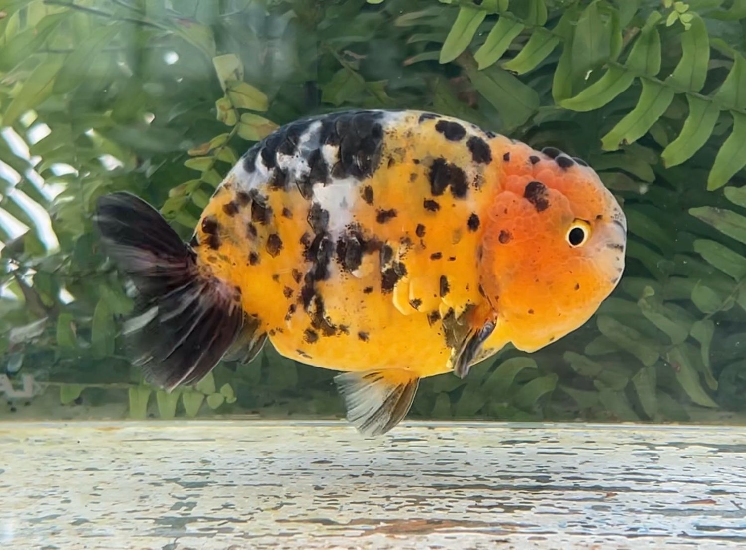Calico Yuanbao Ranchu (M, 4.25”) - Free Shipping