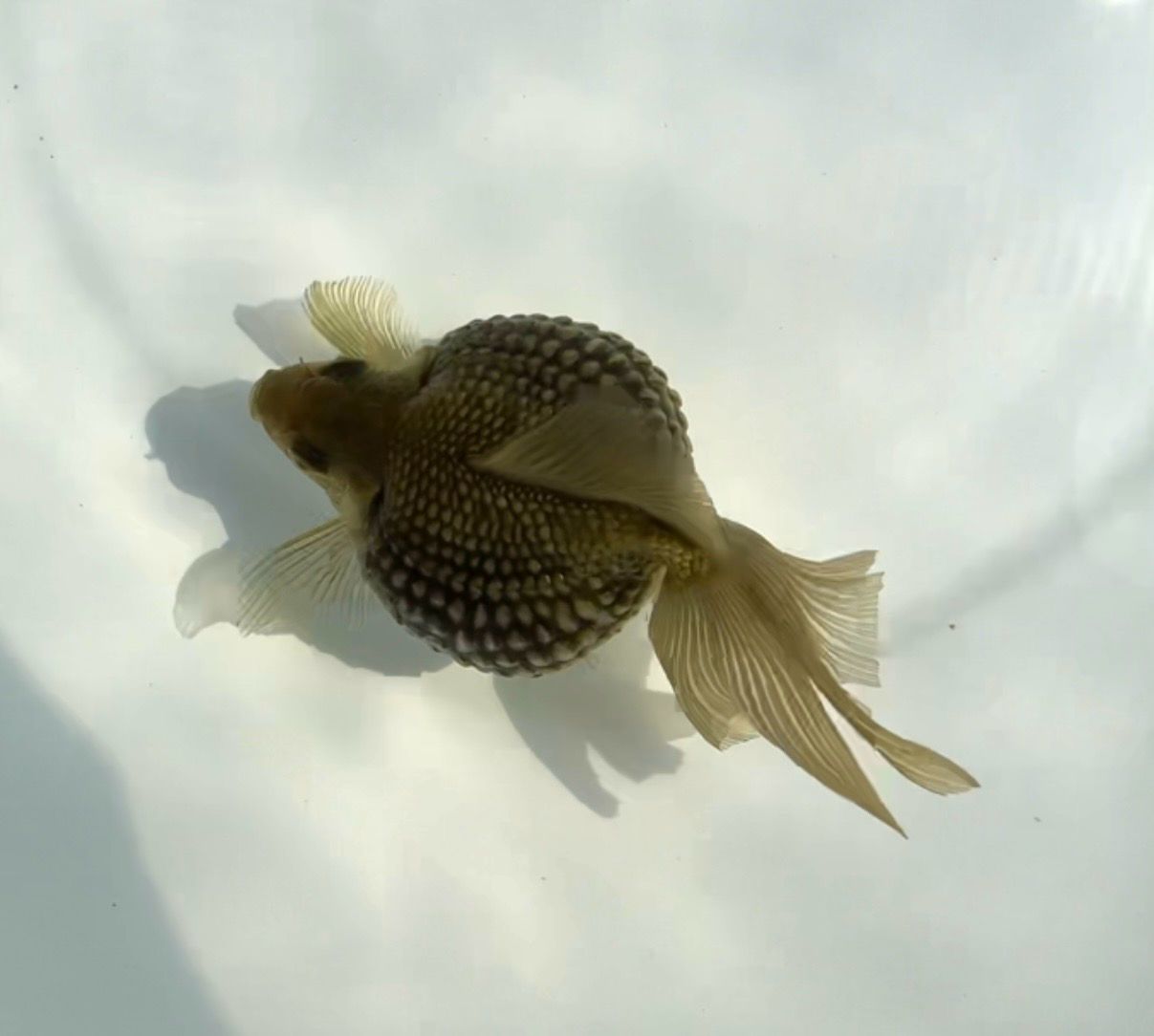 Bronze Mousehead Pearlscale (F, 3.75”) - Free Shipping