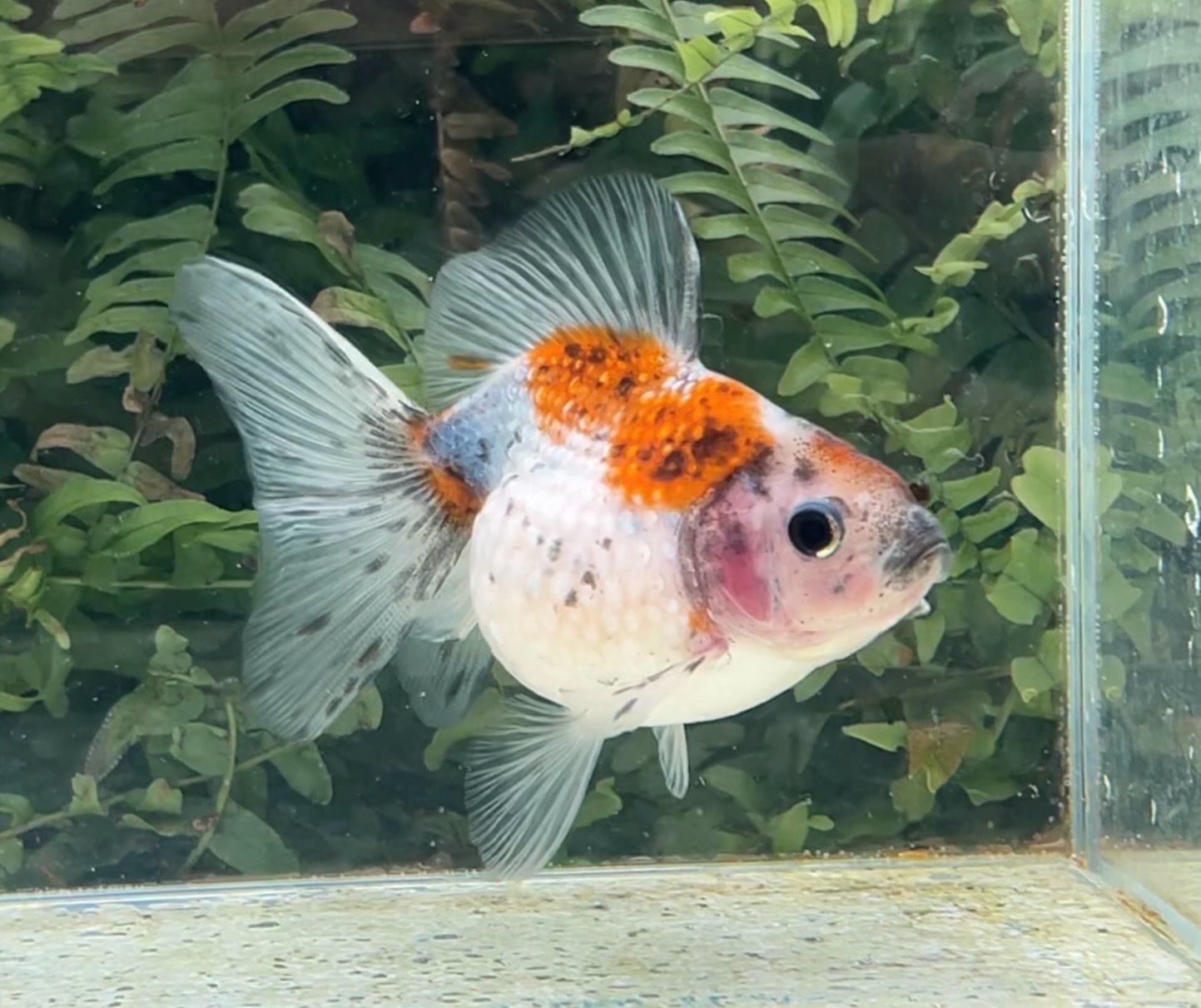 Calico Mousehead Pearlscale (F, 4.25”) - Free Shipping