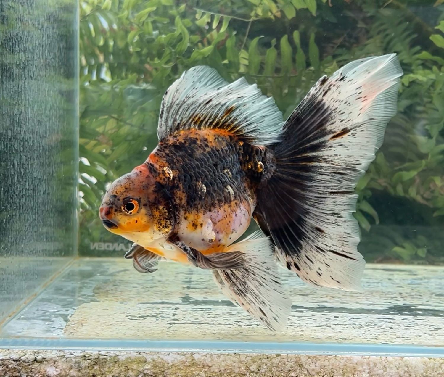 High Head Kirin Veiltail (M, 6.5”) - Free Shipping