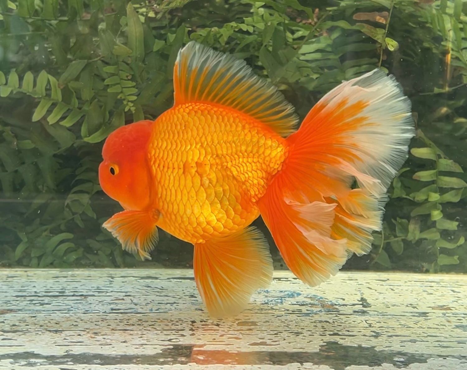Red Peonytail Oranda (M, 6.25”) - Free Shipping
