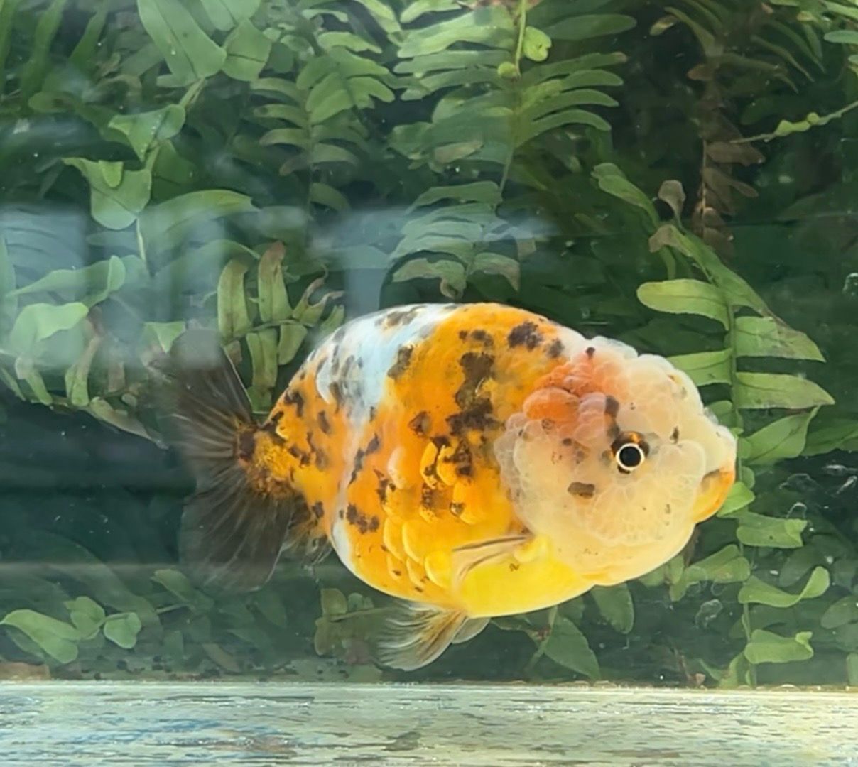 Calico Yuanbao Ranchu (M, 4.25”) - Free Shipping