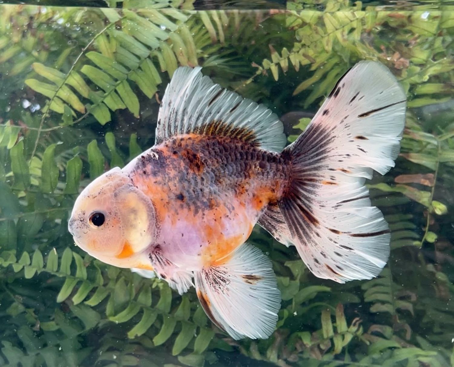 Calico Rosetail Oranda (M, 5.75”) - Free Shipping
