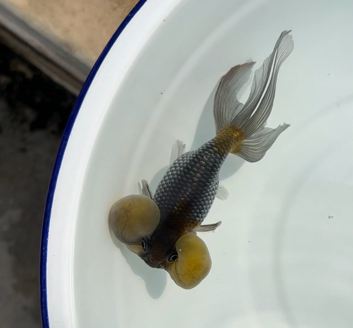 Blue Bubbleeye (F, 5.25”) - Free Shipping