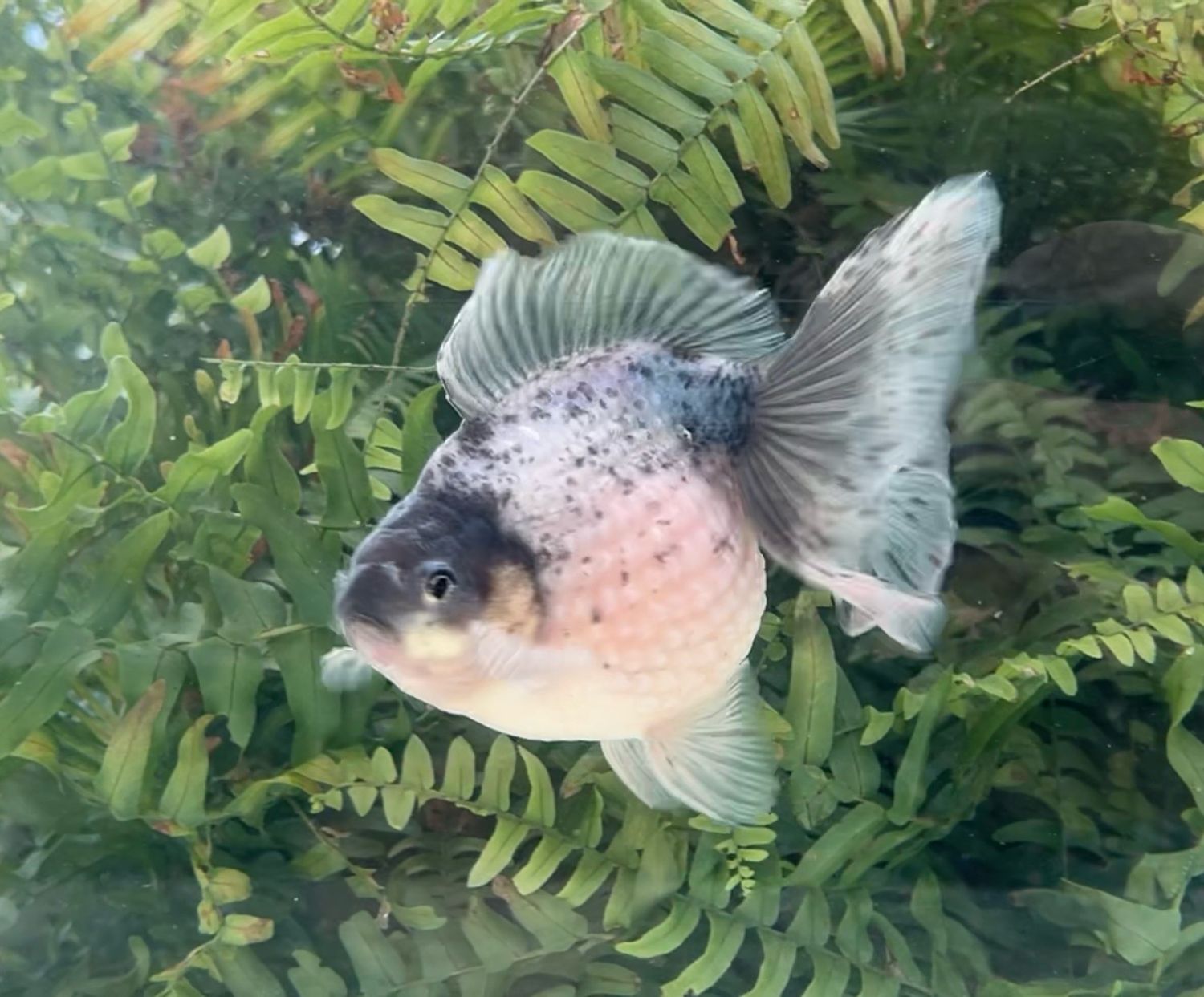 Blue Head Sesame Specks Mousehead Pearlscale (M, 5.75”) - Free Shipping