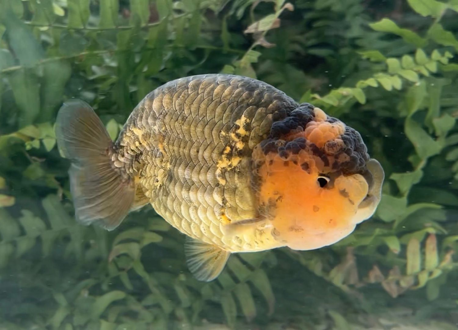 Gold And Bronze Yuanbao Ranchu (M, 4.25”) - Free Shipping