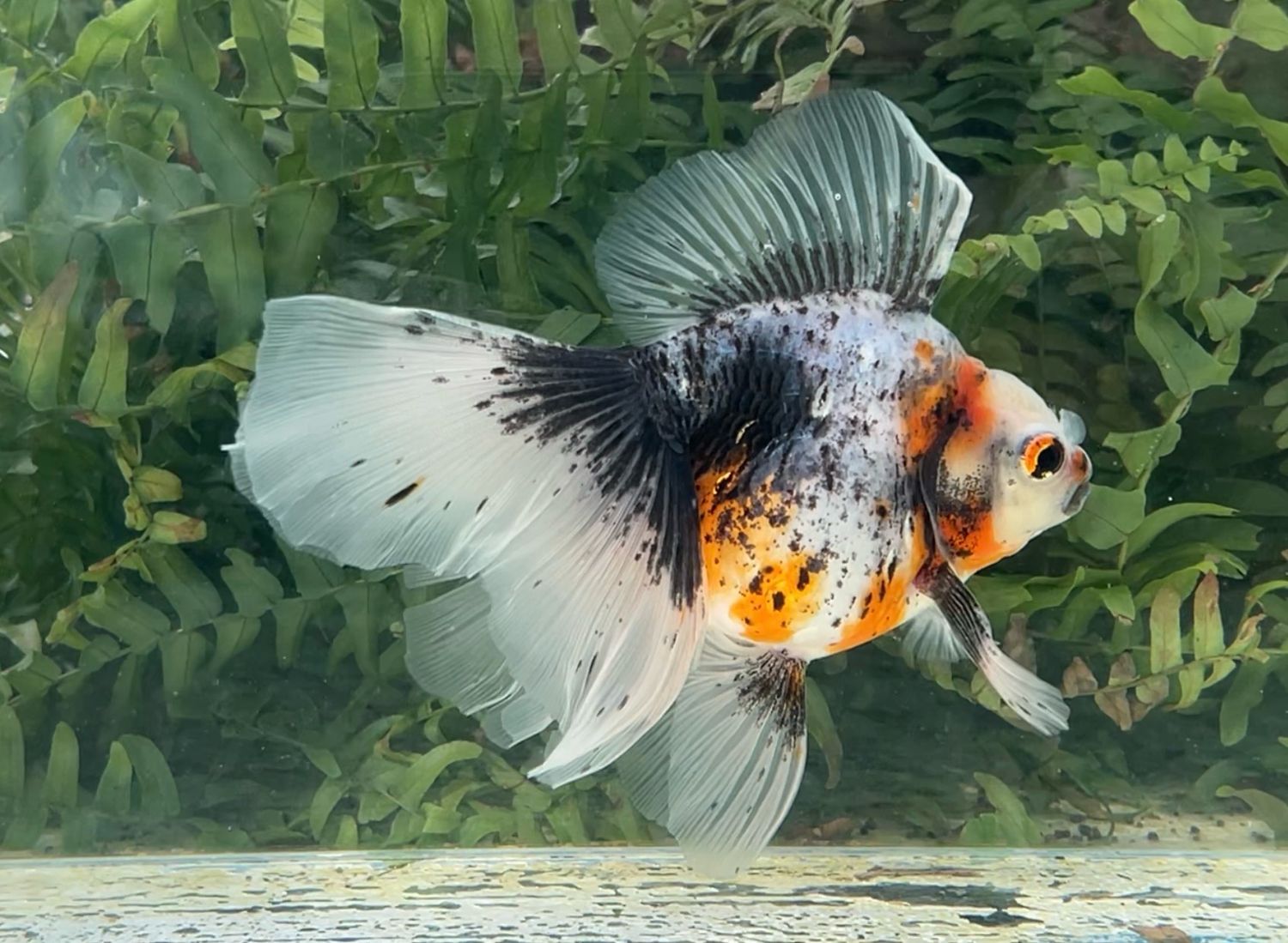 Calico Veiltail (F, 5.75”) - Free Shipping