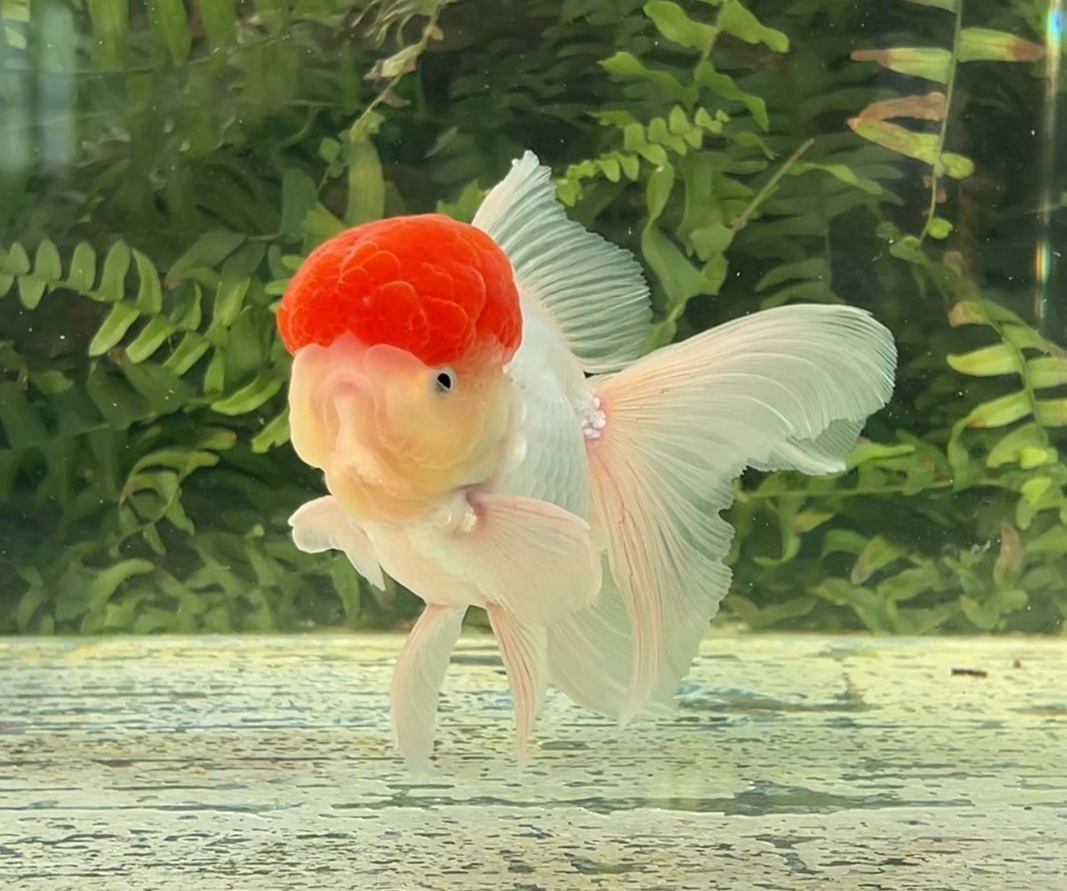 Tancho High Head Oranda (M, 5.5”) - Free Shipping