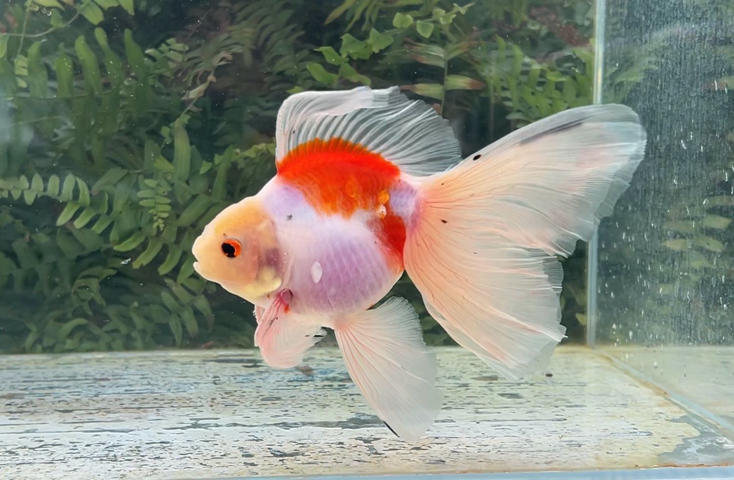 Sakura Veiltail (M, 6.75”) - Free Shipping
