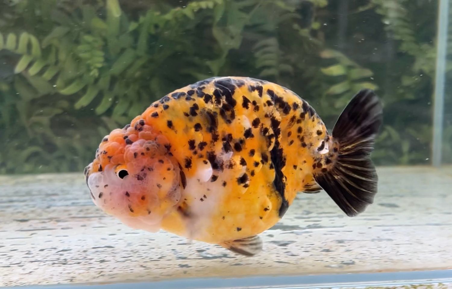 Calico Yuanbao Ranchu (M, 4.75”) - Free Shipping