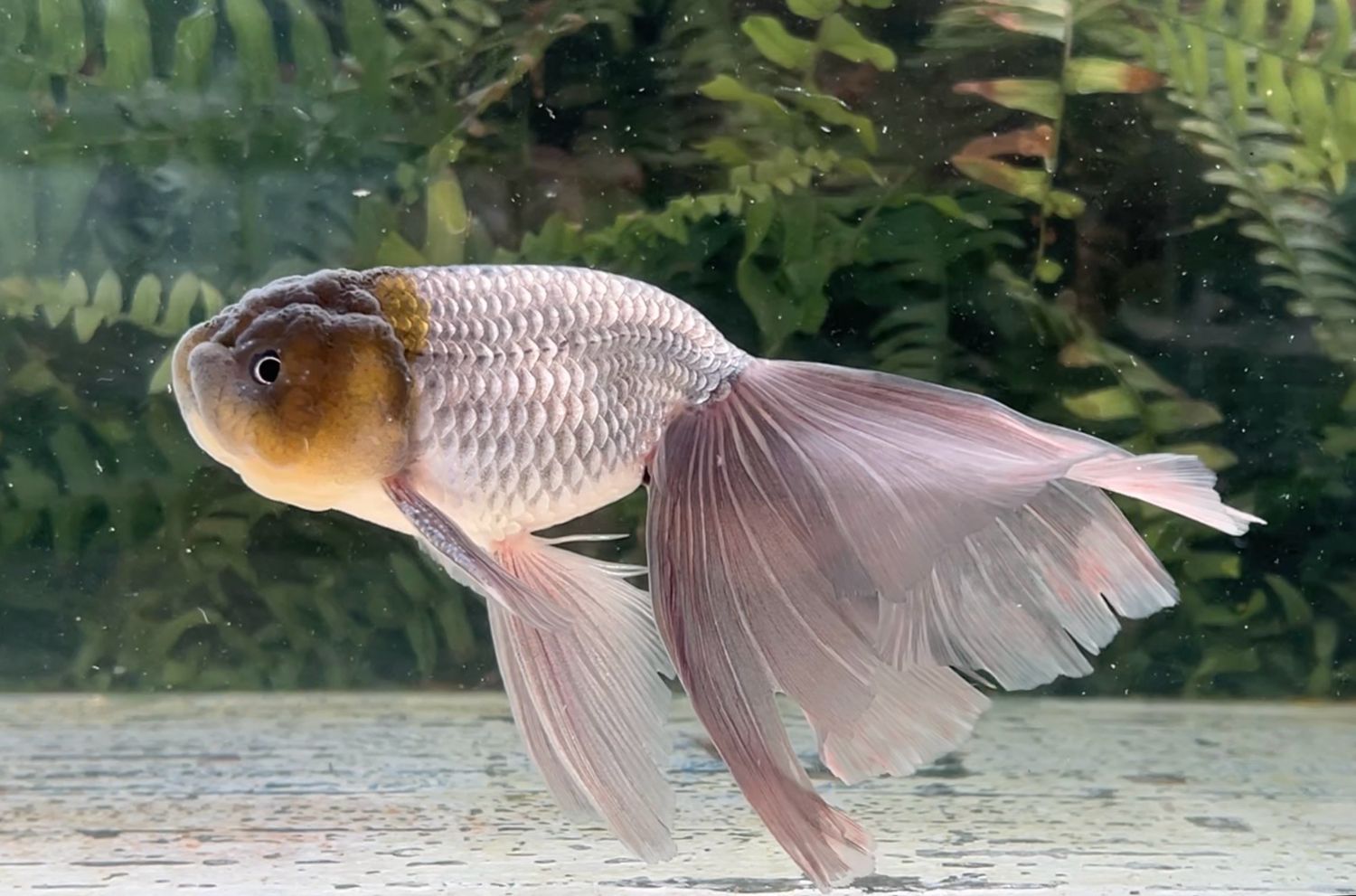 Blue Orchidtail Lionhead (M, 6.5”) - Free Shipping