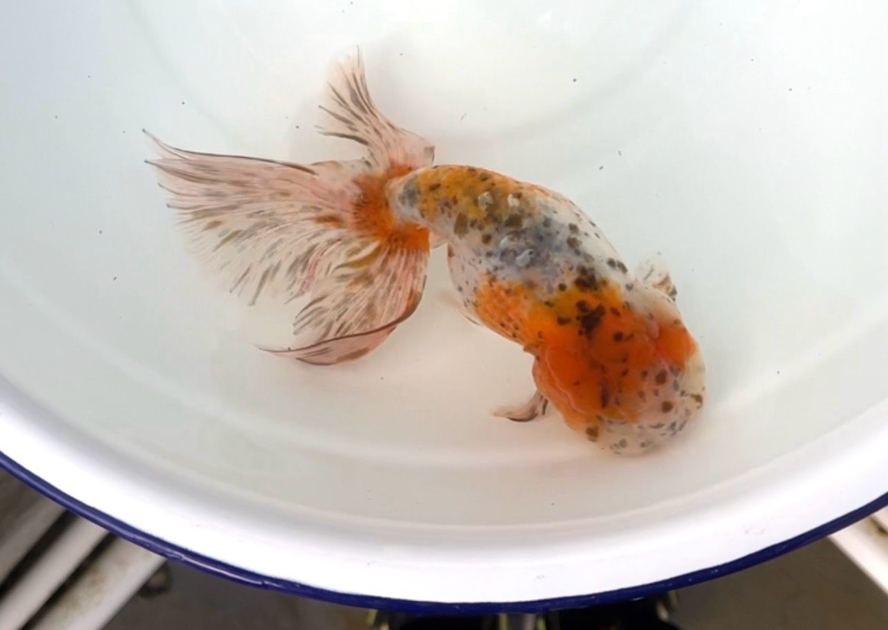 Calico Phoenixtail Ranchu (F, 6.5”) - Free Shipping