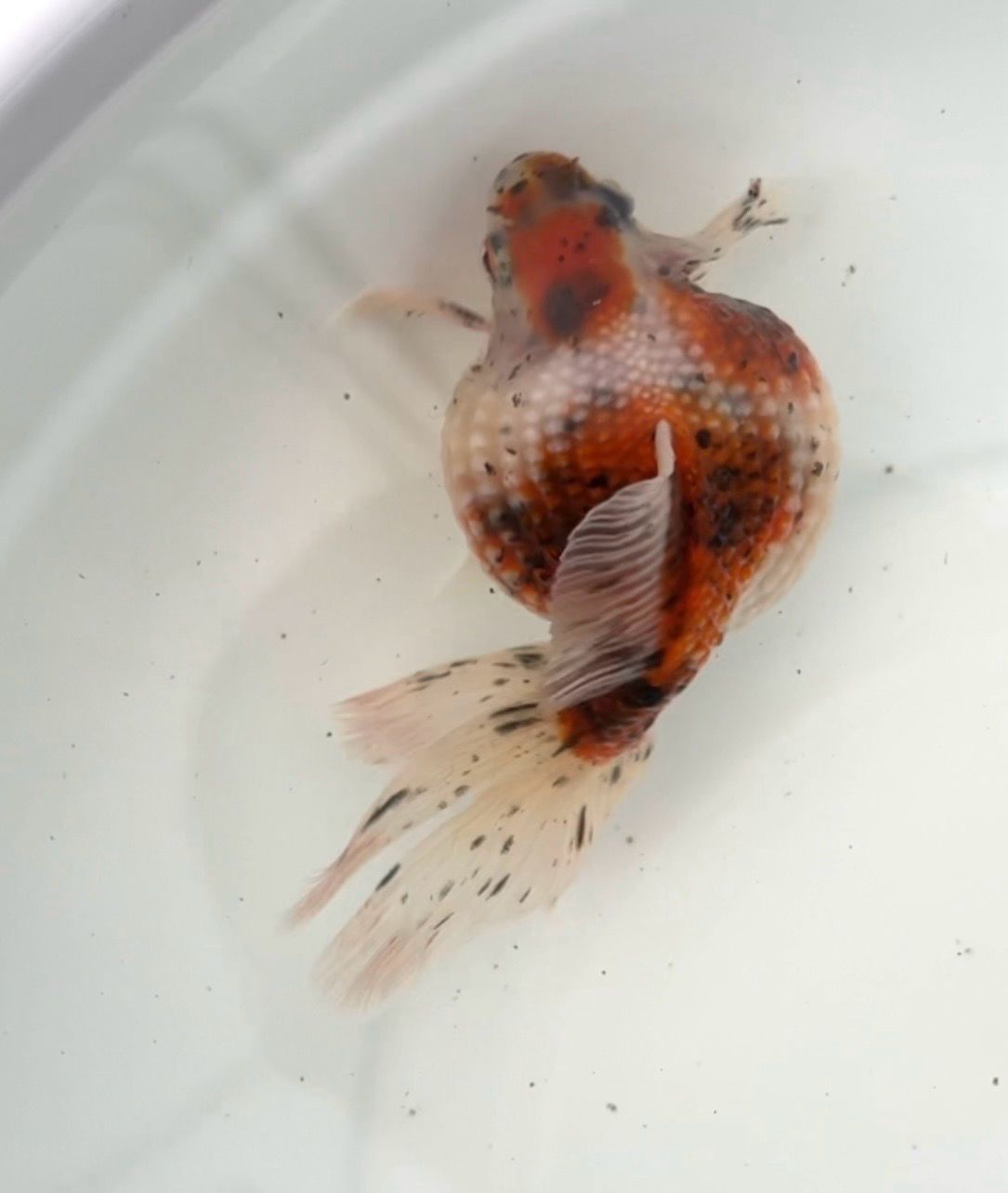 Tri-color Mousehead Pearlscale (M, 4.25”) - Free Shipping