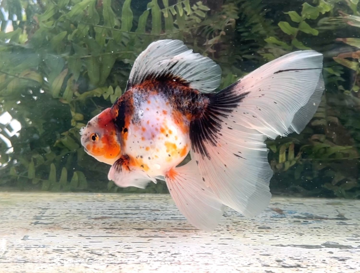 Calico High Head Veiltail (M, 7”)