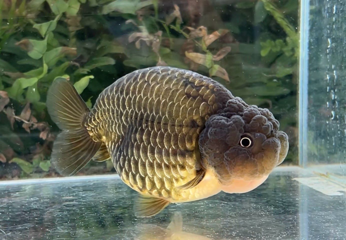 Bronze Yuanbao Ranchu (M, 4.5”) - Free Shipping