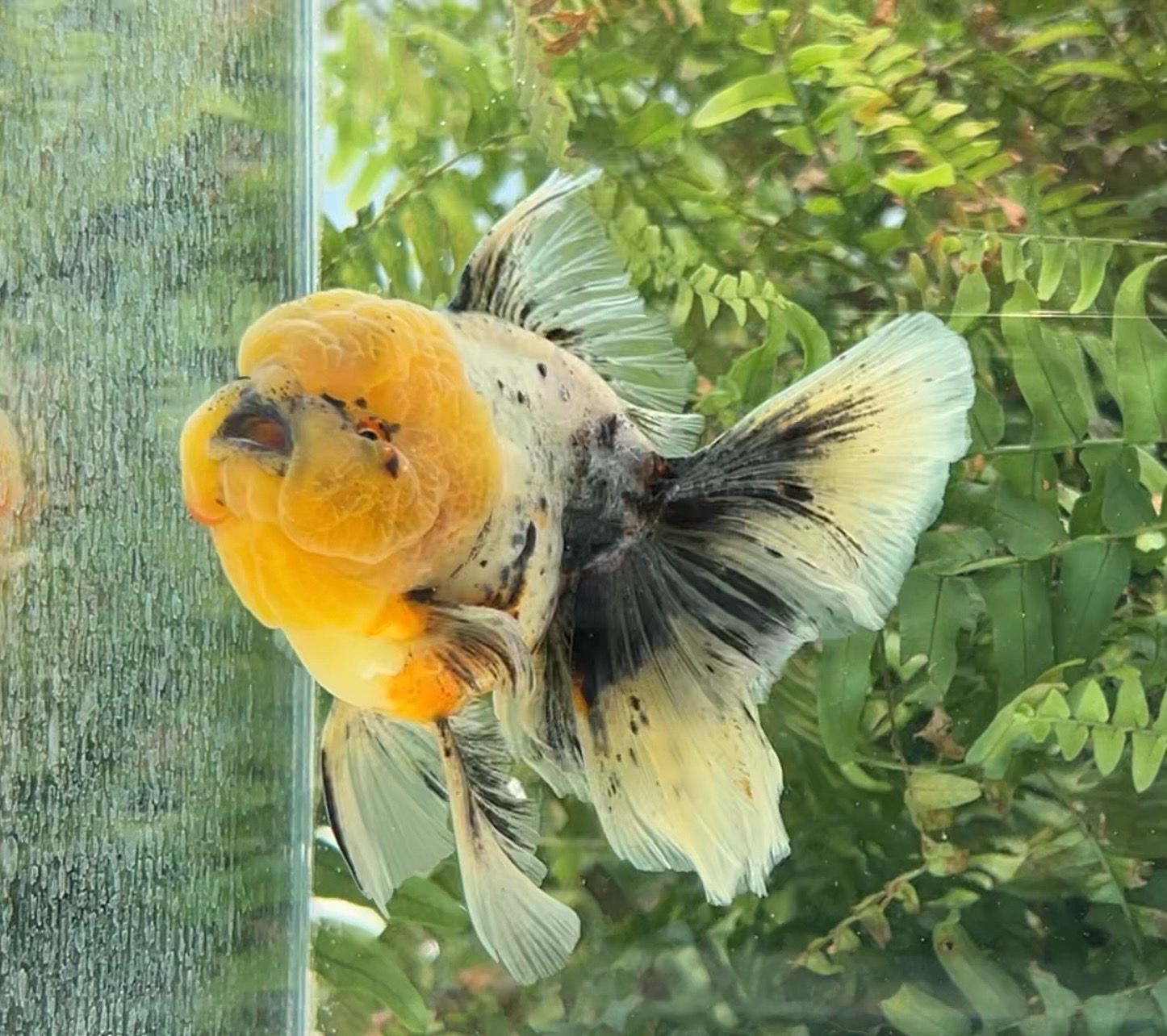 Calico Rosetail Oranda (M, 5.25”) - Free Shipping