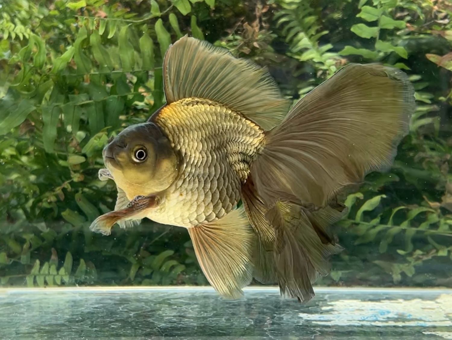 Bronze Veiltail (M, 6”) - Free Shipping