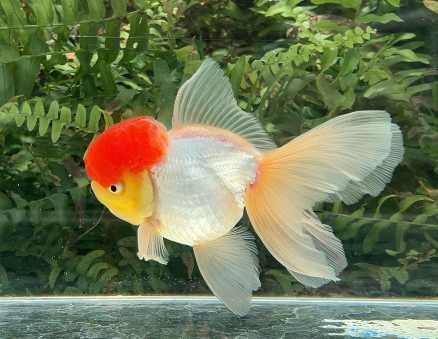 Tancho High Head Oranda (M, 5.5”) - Free Shipping