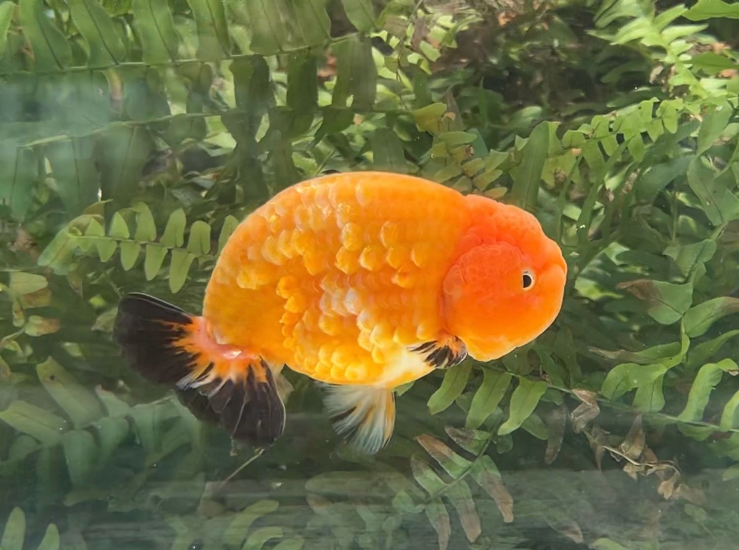 Gold Coin Sunset Yuanbao Ranchu (M, 4.5”) - Free Shipping