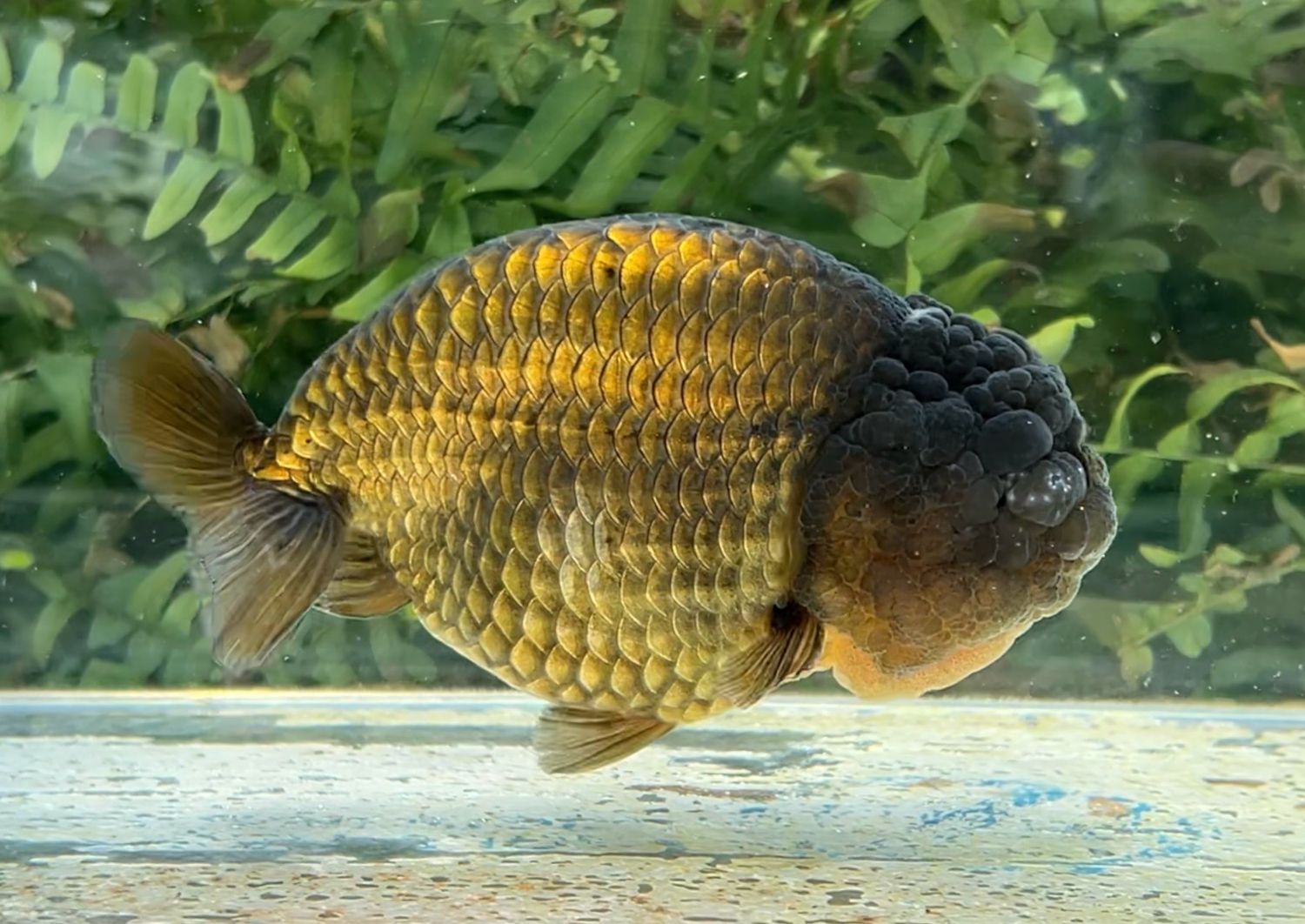 Bronze Yuanbao Ranchu (M, 5”) - Free Shipping