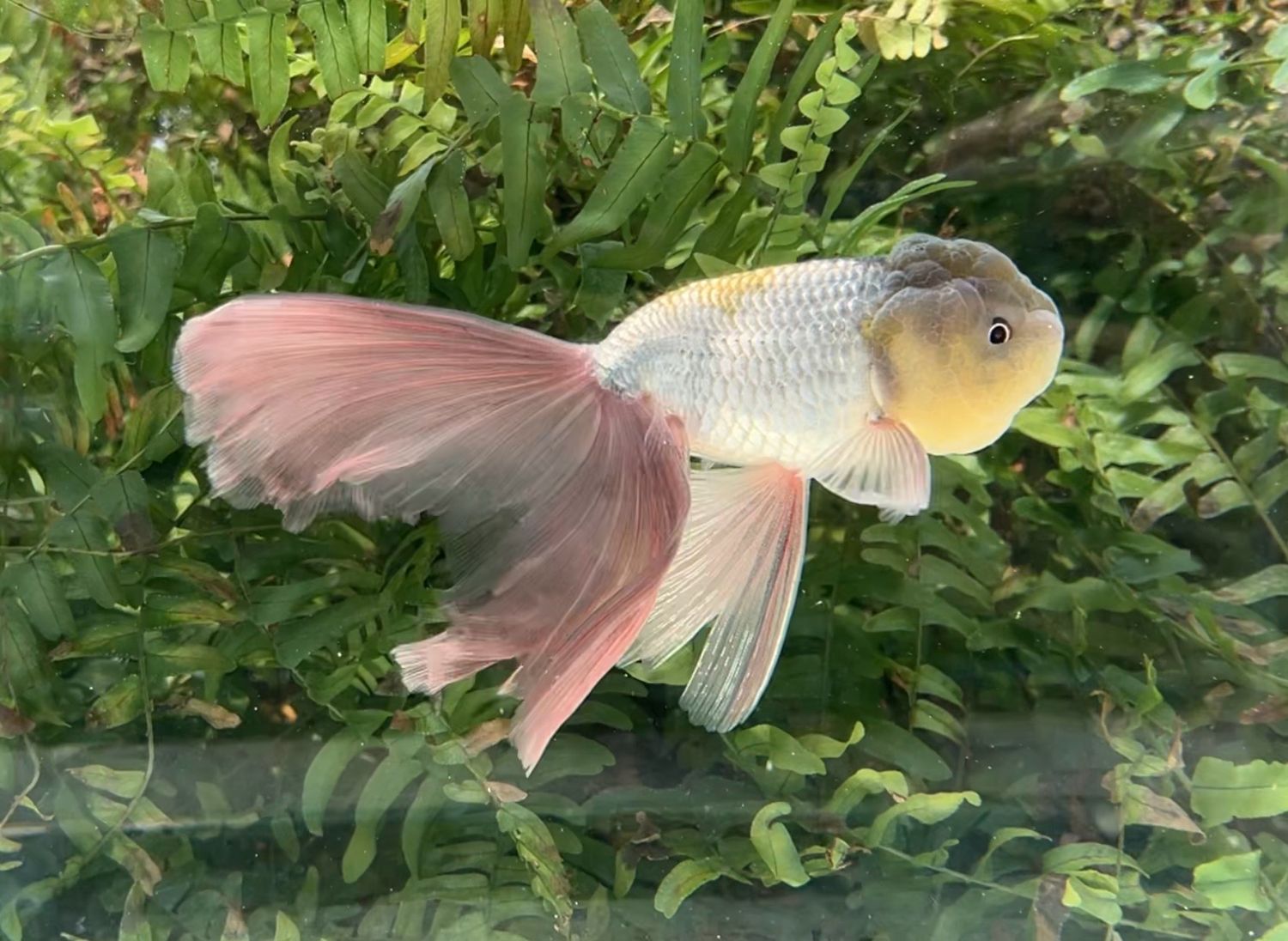 Blue Orchidtail Lionhead (M, 6”) - Free Shipping