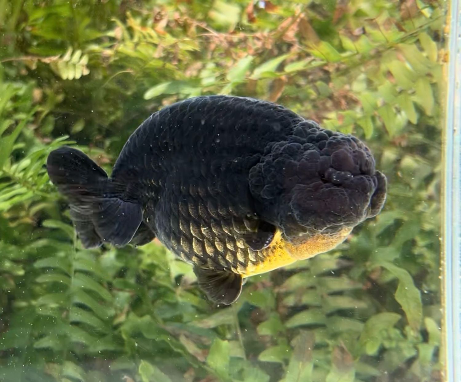 Black Yuanbao Ranchu (M, 5”) - Free Shipping