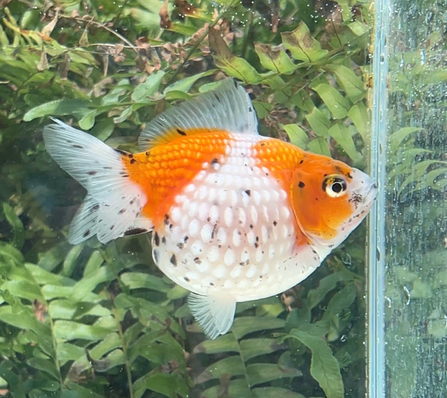 Calico Mousehead Pearlscale (F, 4”) - Free Shipping