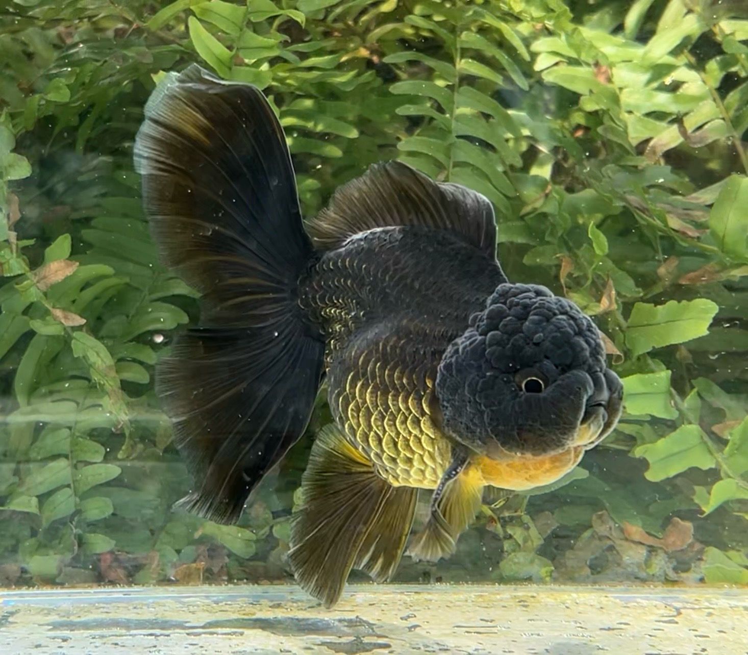 Black Rosetail Oranda (M, 4.75”) - Free Shipping