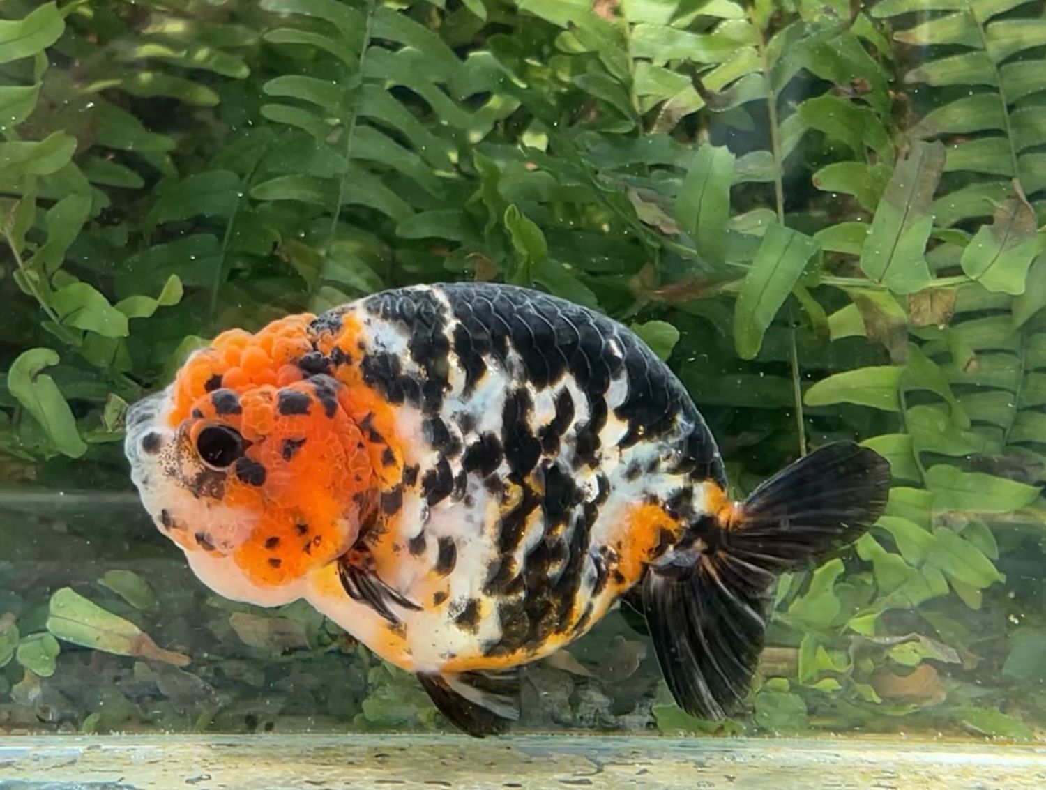 Calico Yuanbao Ranchu (F, 4.5”) - Free Shipping