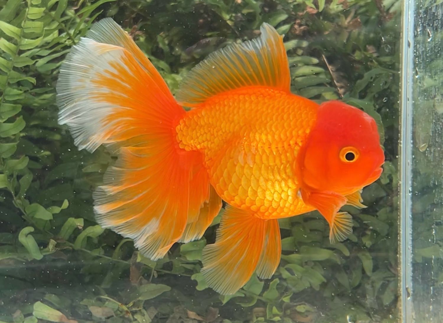Red Peonytail Oranda (M, 5.75”) - Free Shipping