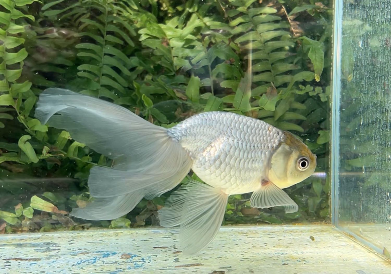 Blue Egg Phoenix (F, 6.5”) - Free Shipping