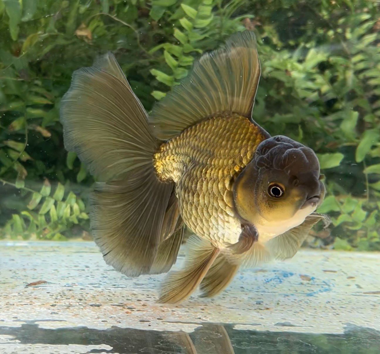 Bronze Rosetail Oranda (M, 6”) - Free Shipping
