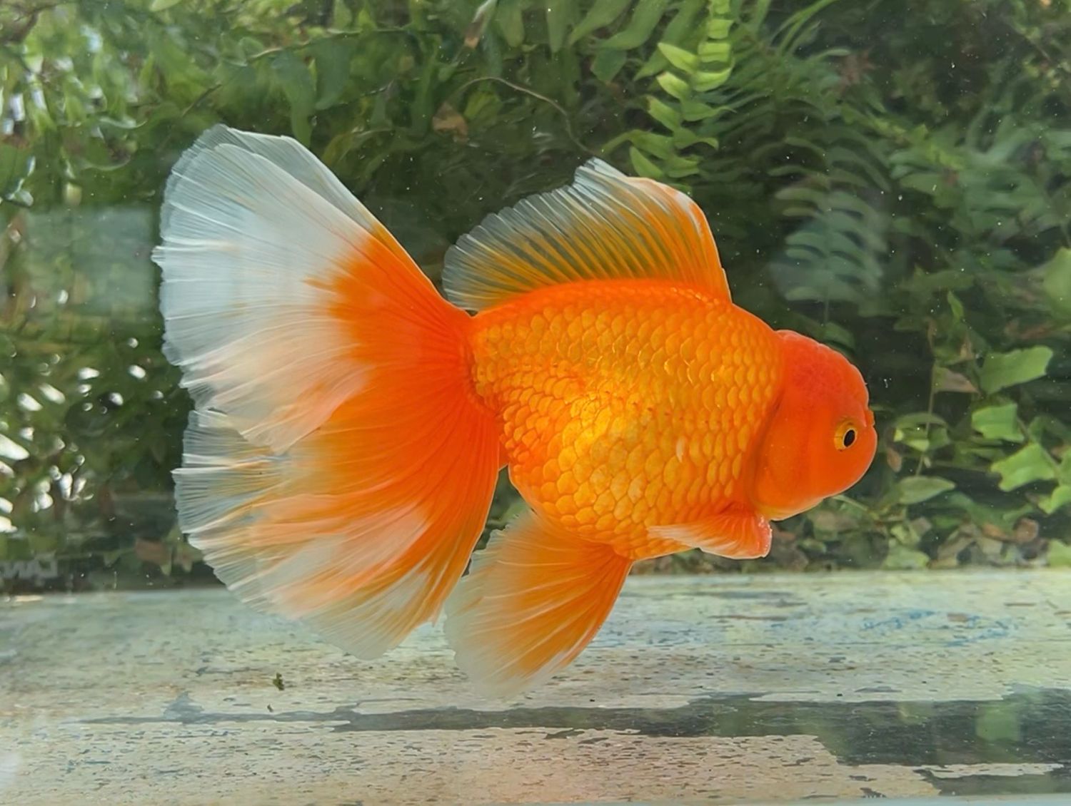 Red Peonytail Oranda (M, 6.5”) - Free Shipping