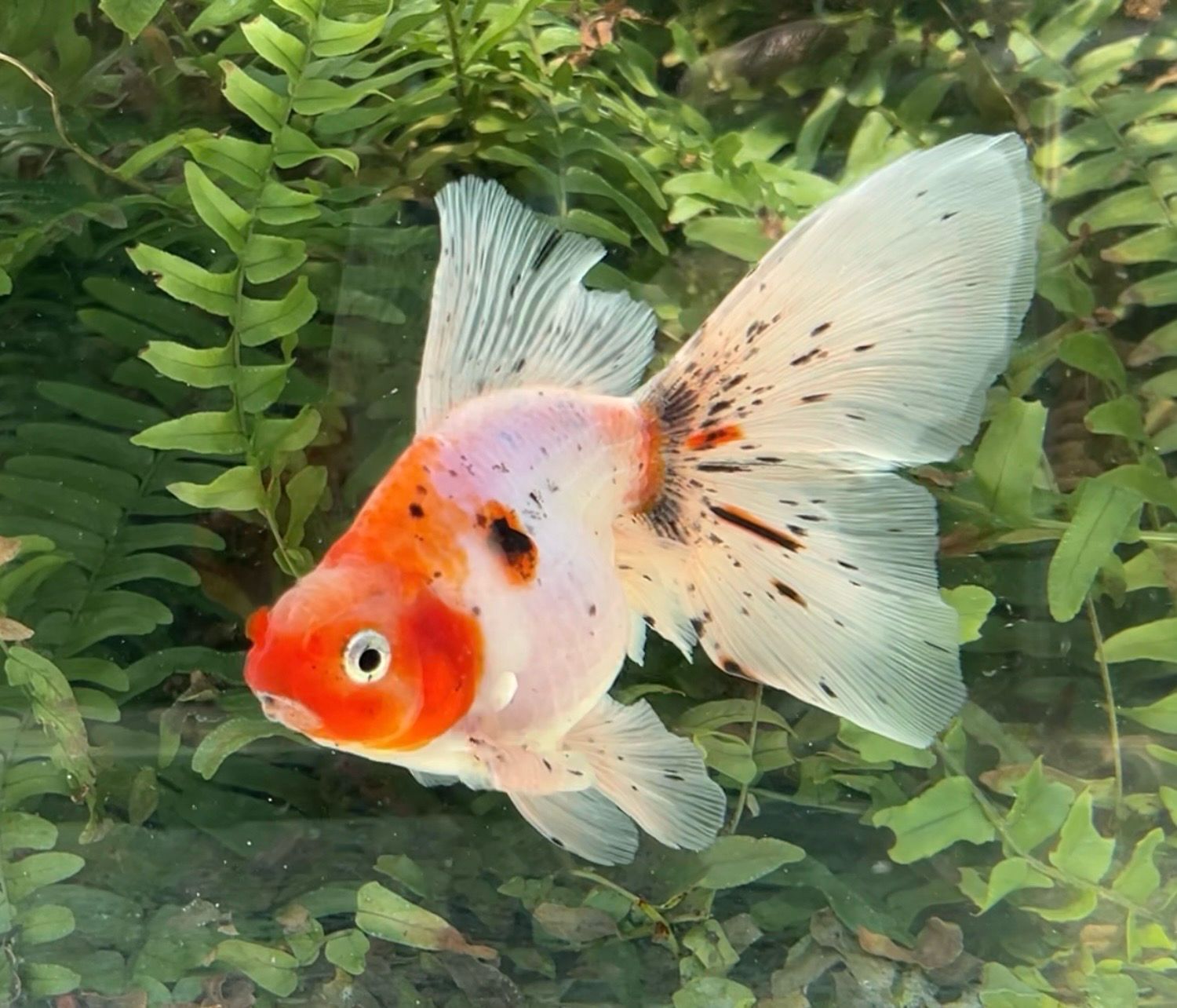 Sakura Veiltail (M, 5.75”) - Free Shipping