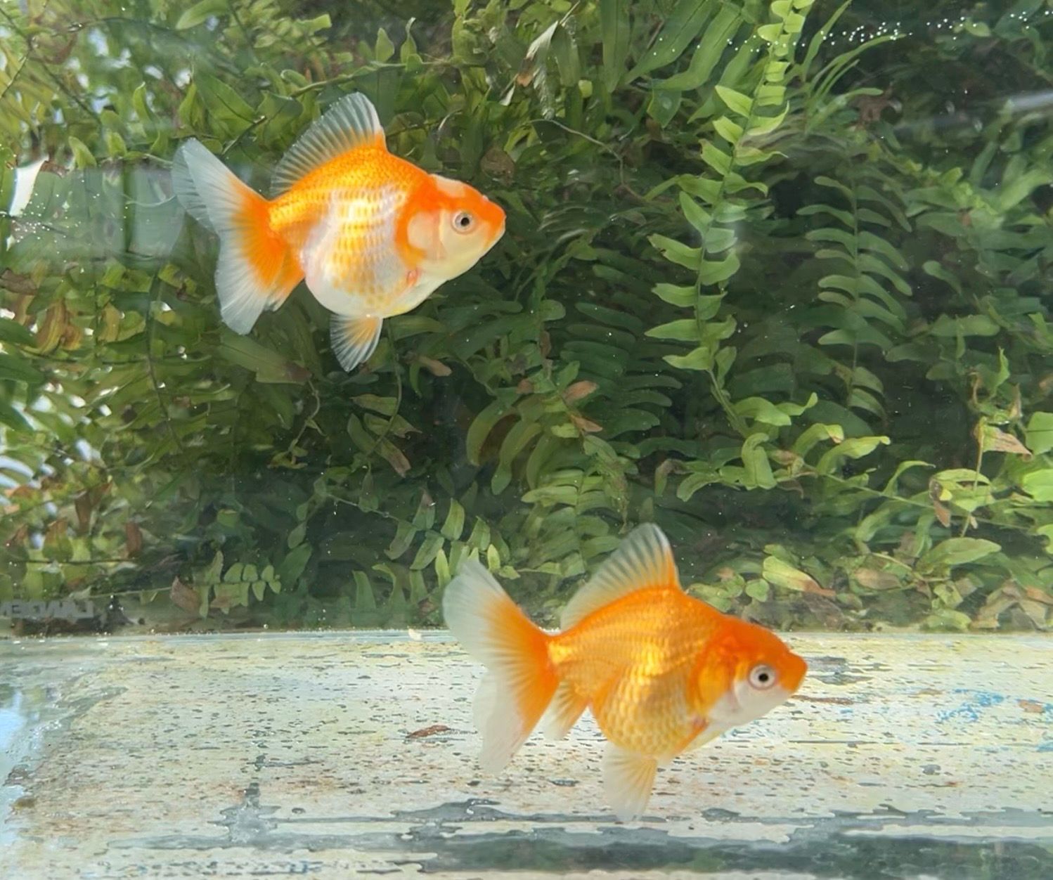 2 Pack Baby Red And White Peonytail Orandas (3”) - Free Shipping