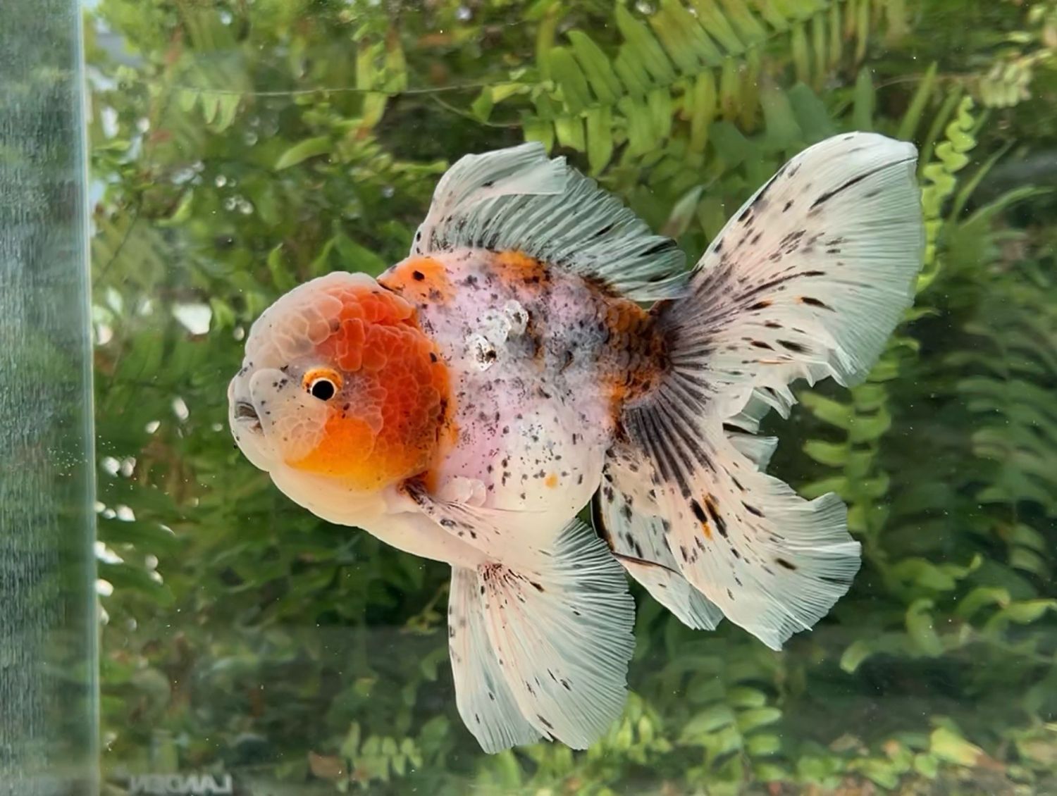 Calico Rosetail Oranda (M, 5.5”) - Free Shipping