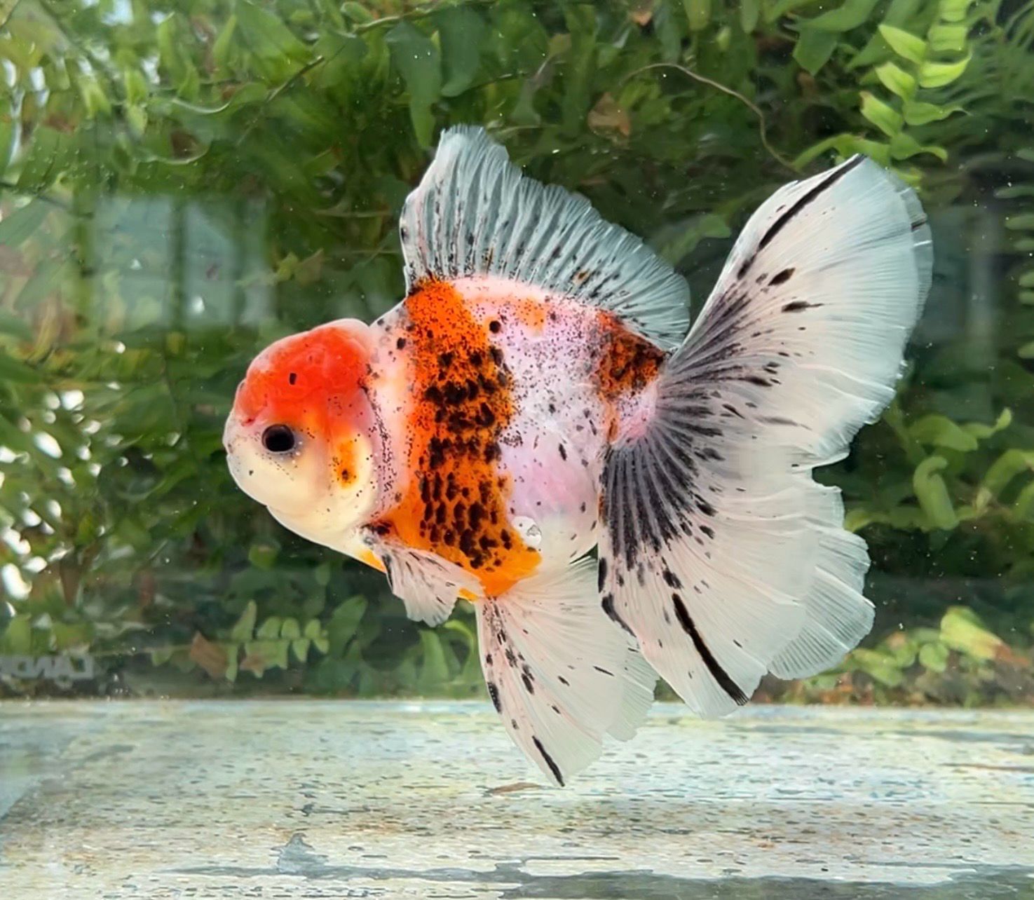 Calico Rosetail Oranda (M, 5.25”) - Free Shipping
