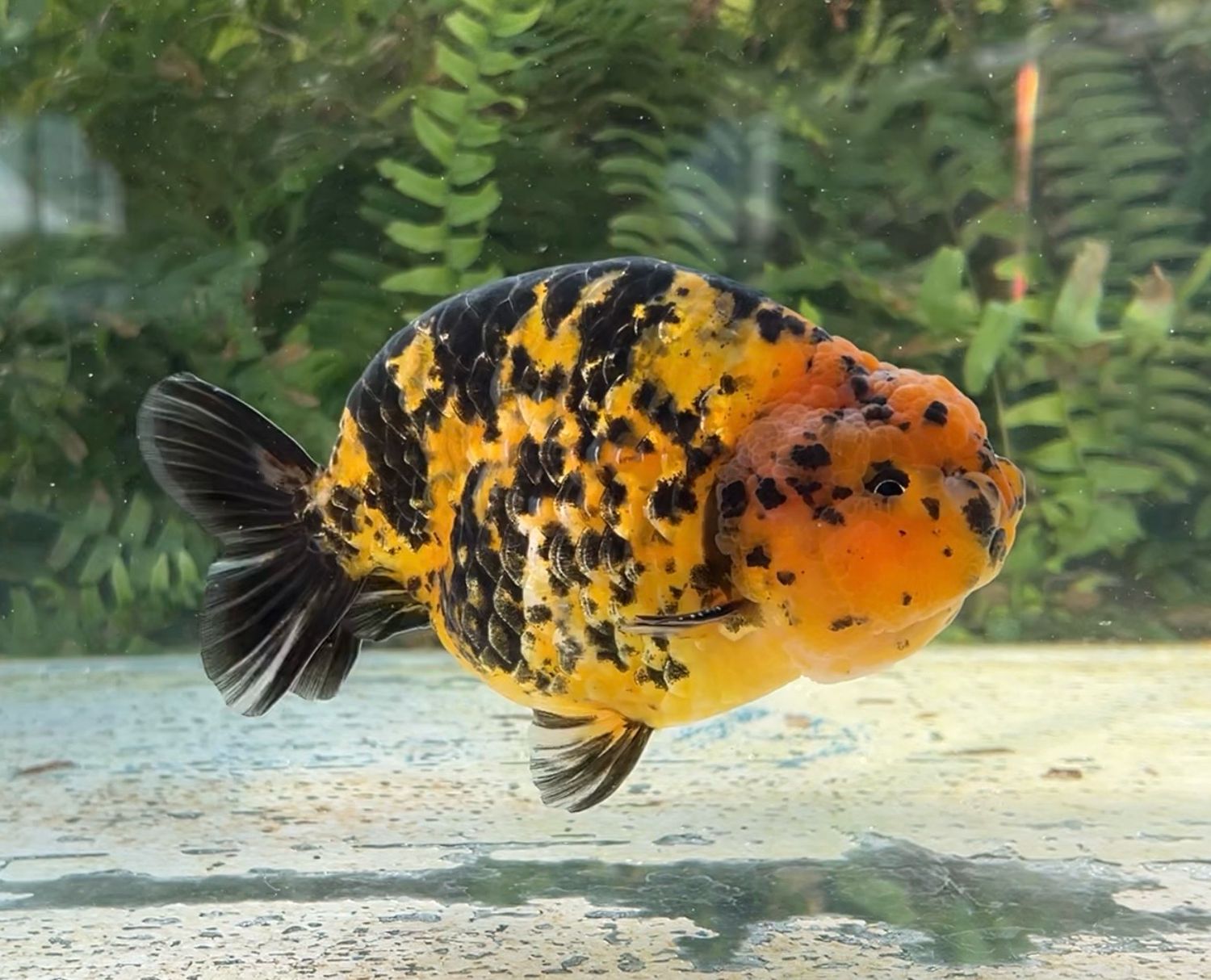 Tiger Yuanbao Ranchu (M, 5.5”) - Free Shipping